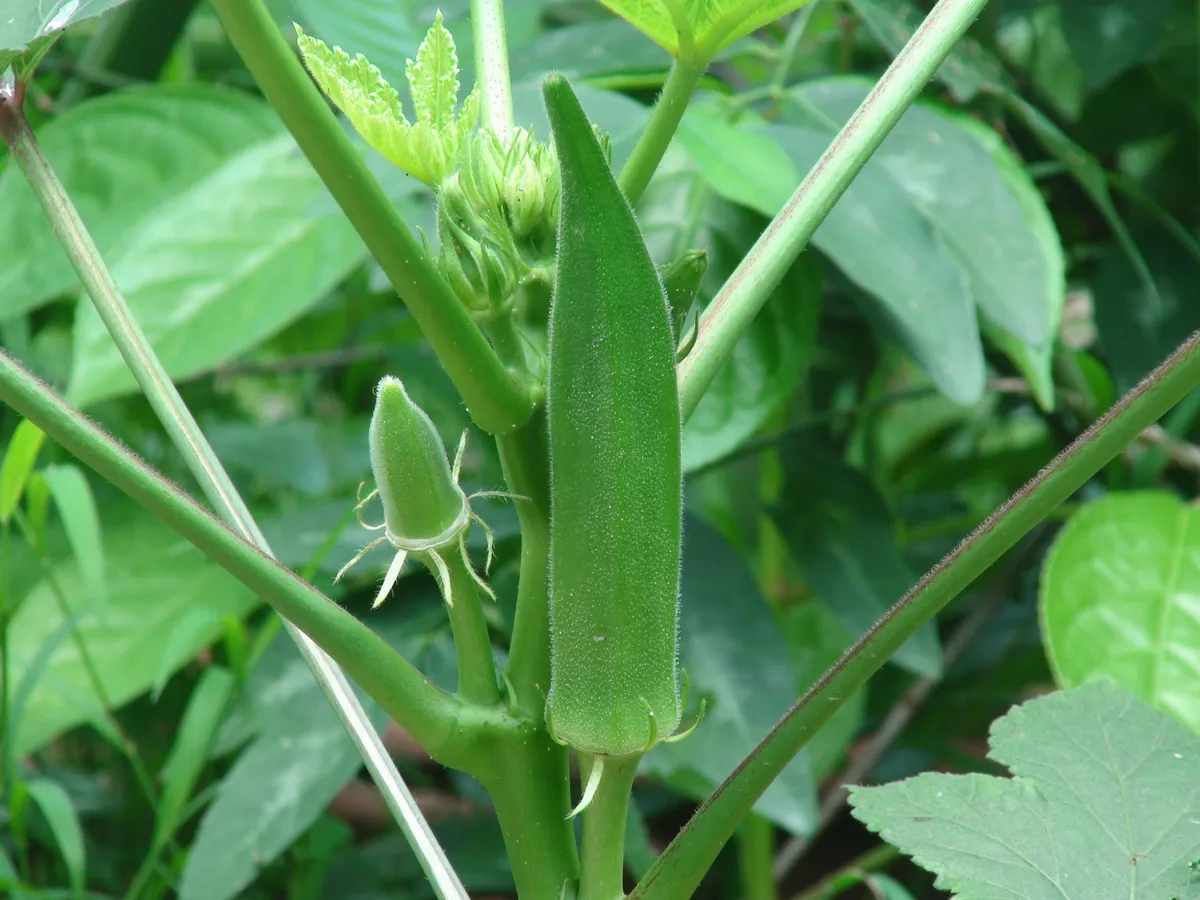 Foto tanaman Okra