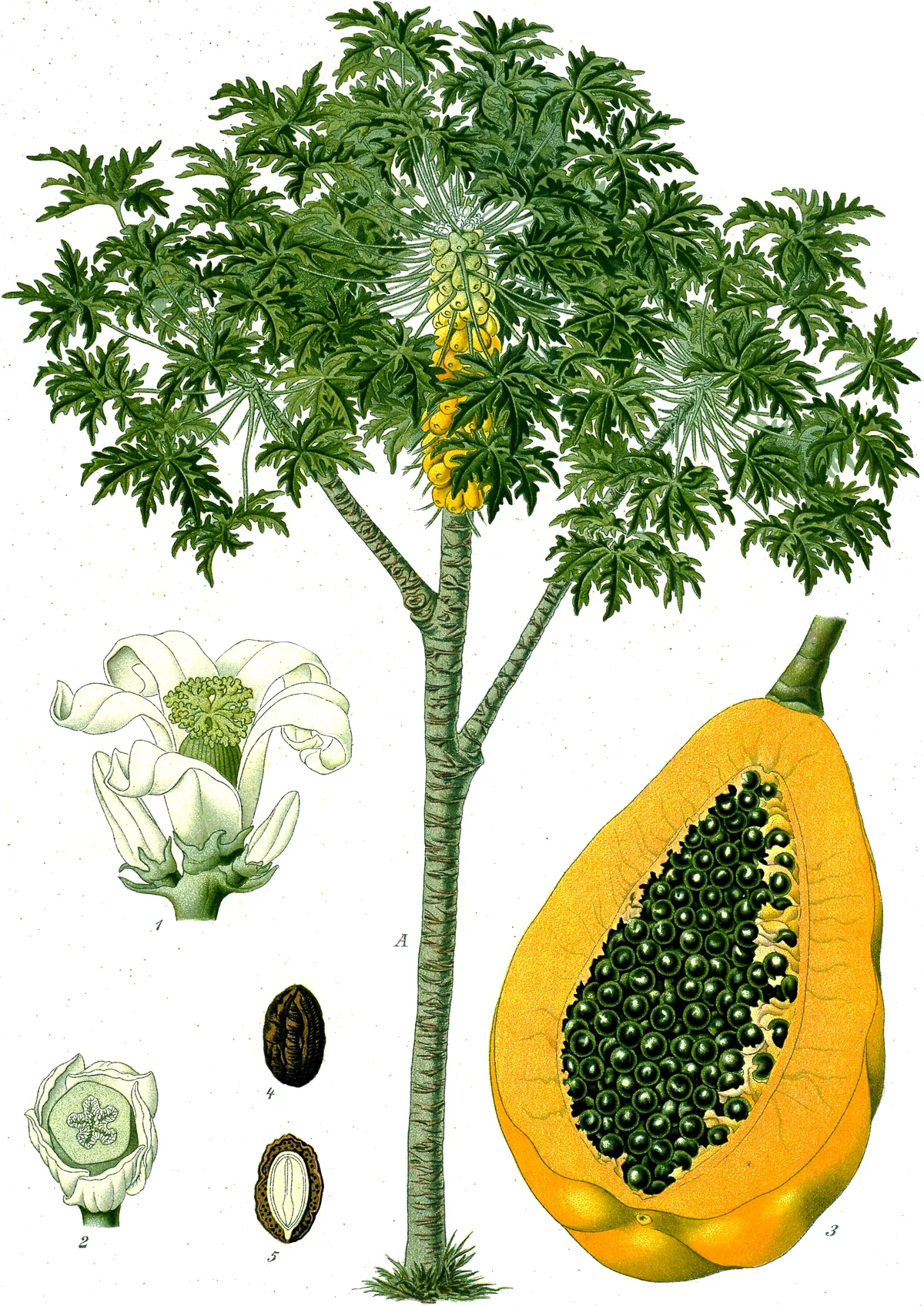 Foto tanaman Daun Pepaya