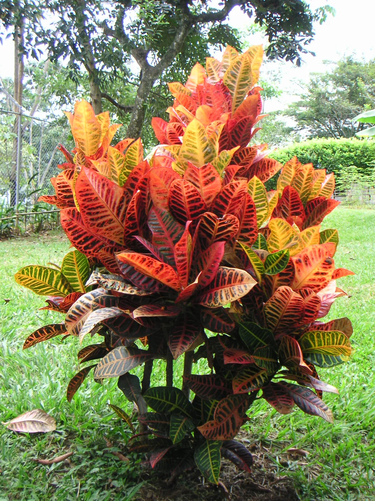 Foto tanaman Kroton