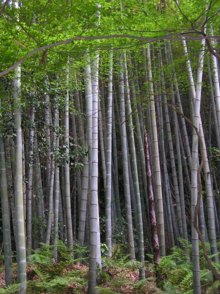 Foto tanaman Bambu Hias