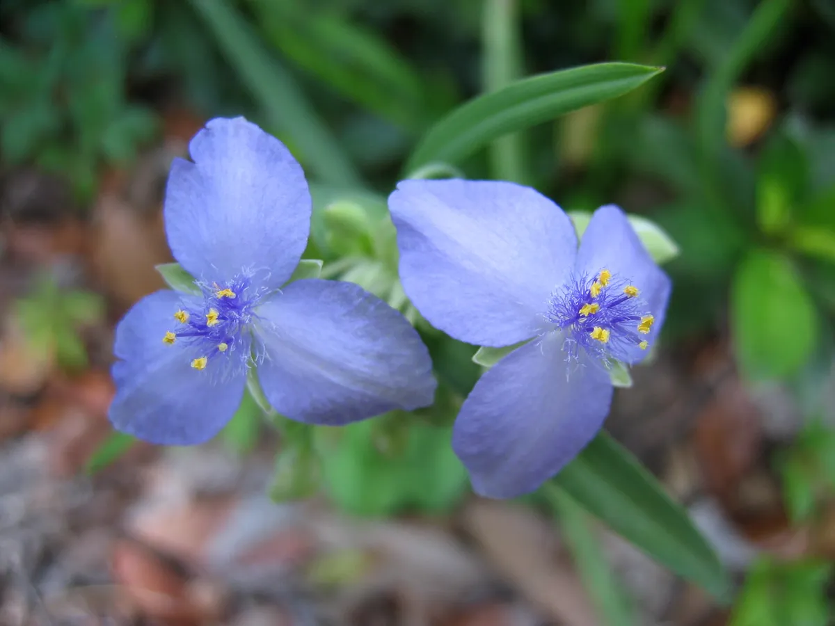 Foto tanaman Tradescantia