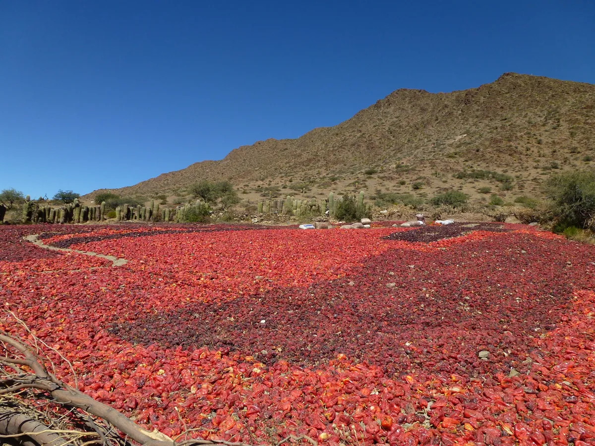 Foto tanaman Paprika