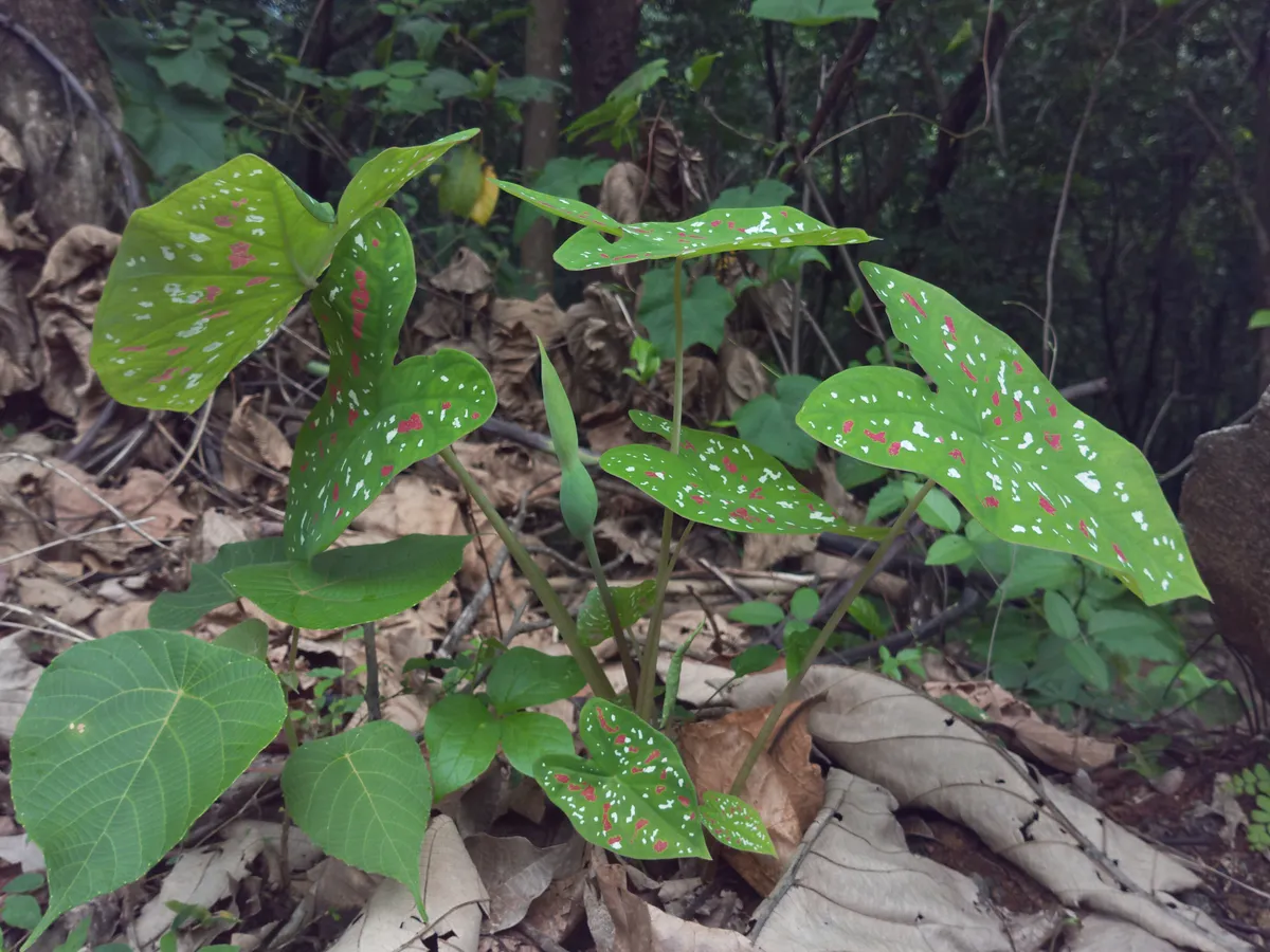 Foto tanaman Keladi (Caladium)