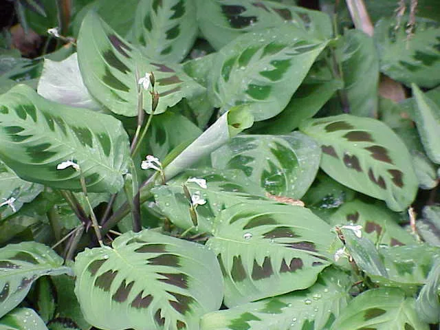 Foto tanaman Maranta (Doa)
