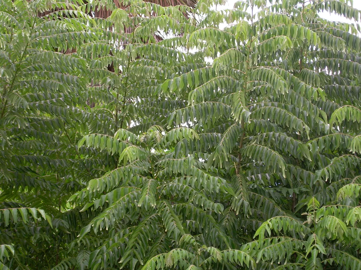 Foto tanaman Daun Kari