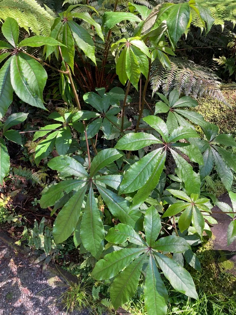 Foto tanaman Schefflera (Pohon Payung)