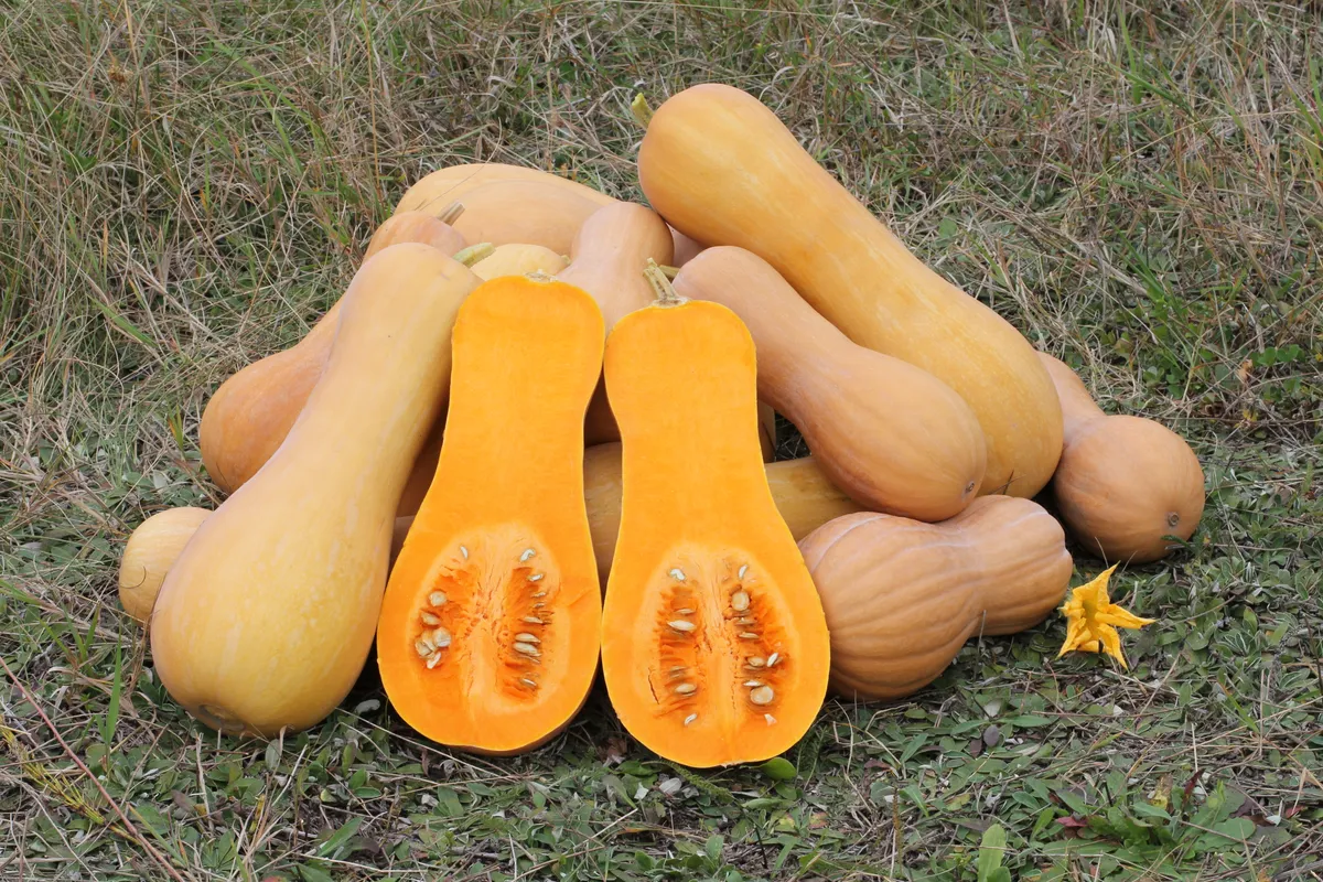 Foto tanaman Labu Kuning (Waluh)