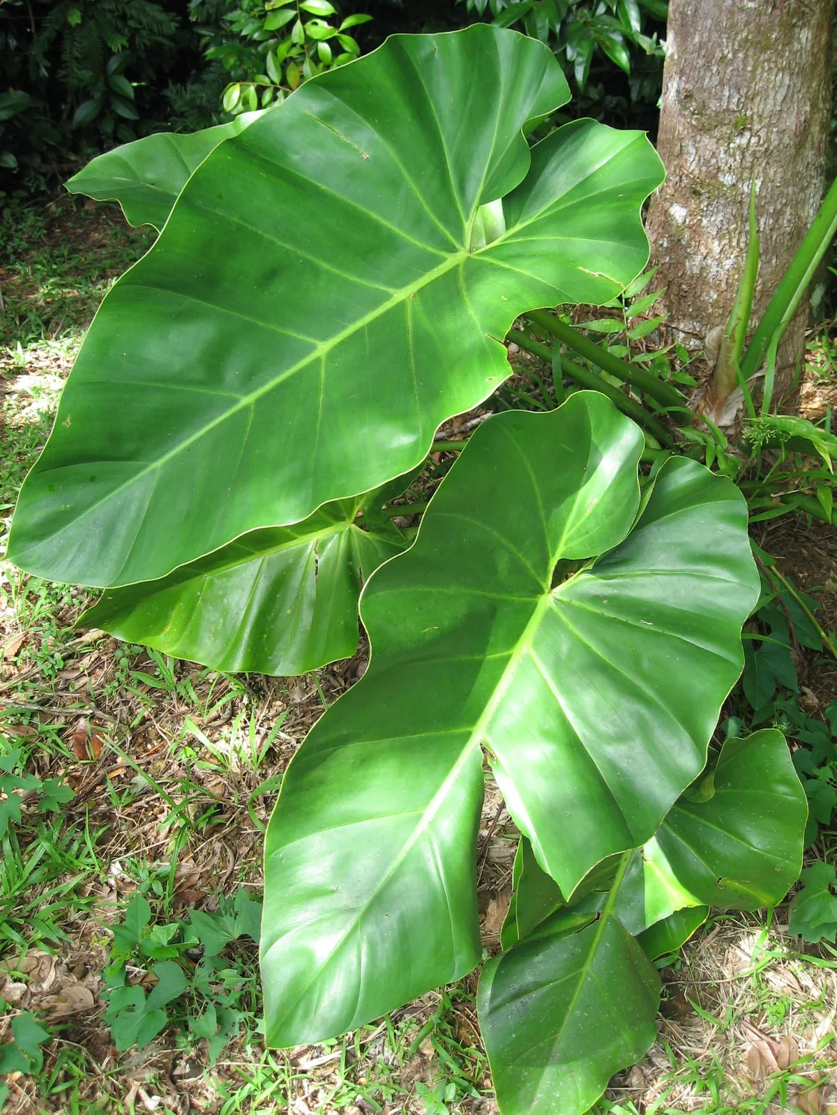 Foto tanaman Philodendron