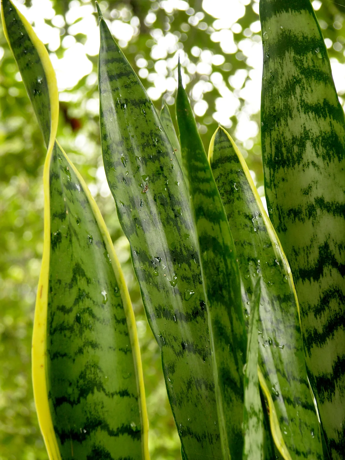 Foto tanaman Sansevieria