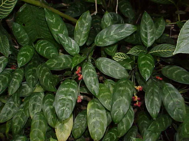 Foto tanaman Aglonema