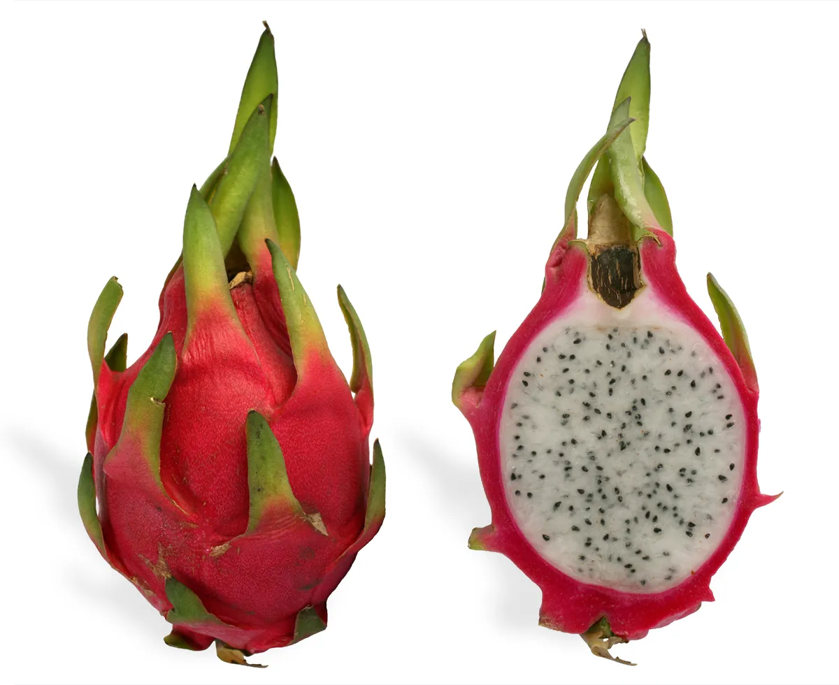 Foto tanaman Buah Naga Merah