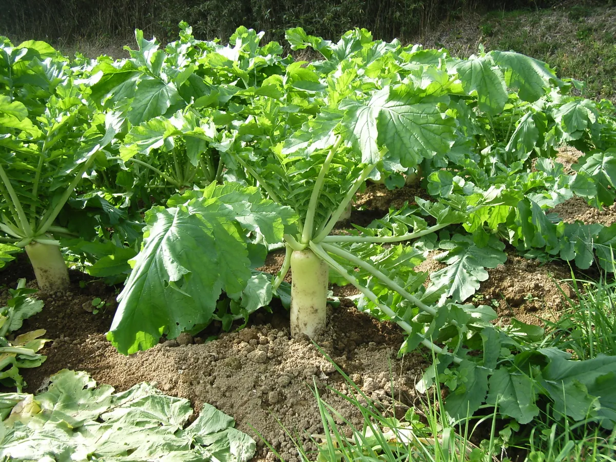 Foto tanaman Lobak (Daikon / White Radish)