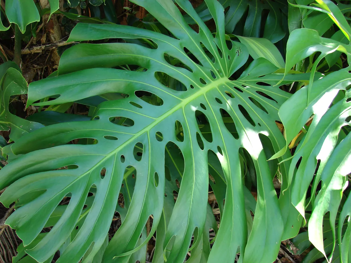 Foto tanaman Monstera