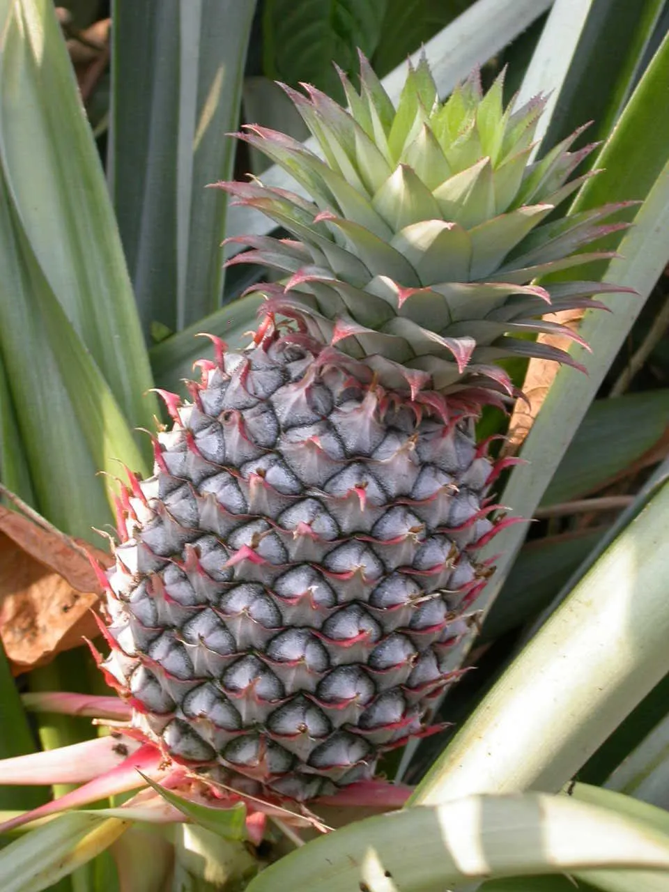 Foto tanaman Bromelia